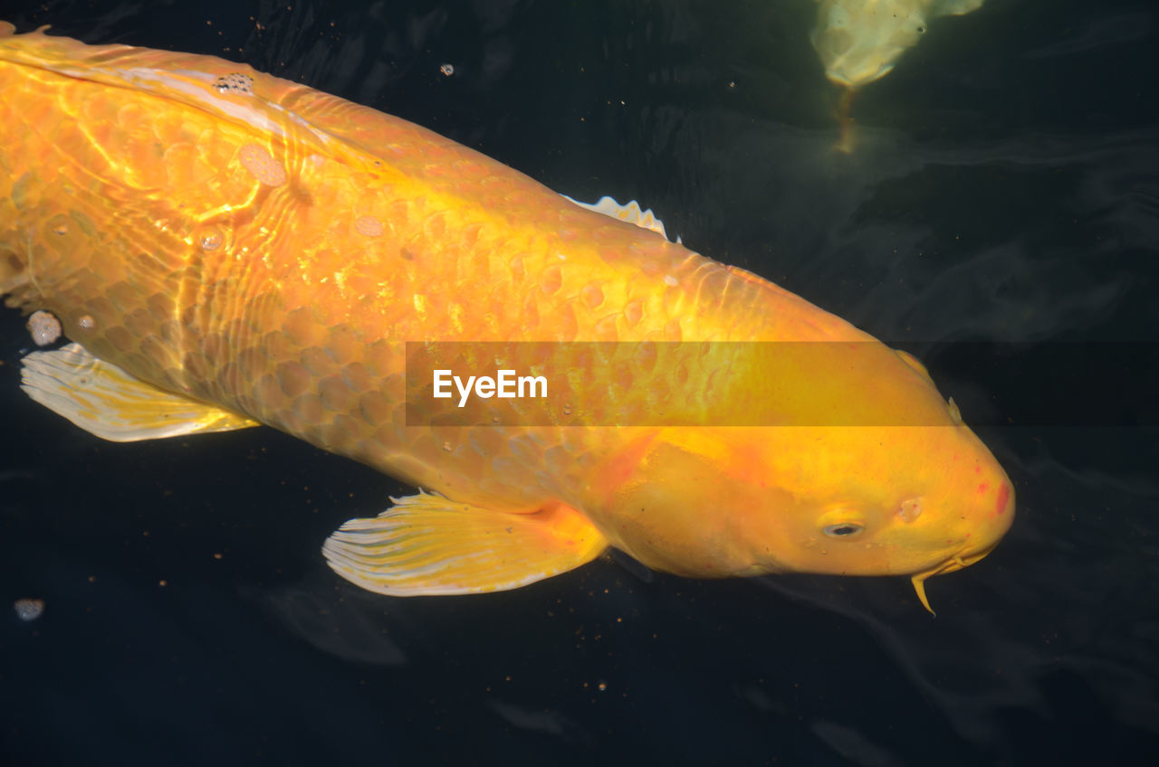 Close-up of yellow fish swimming in sea