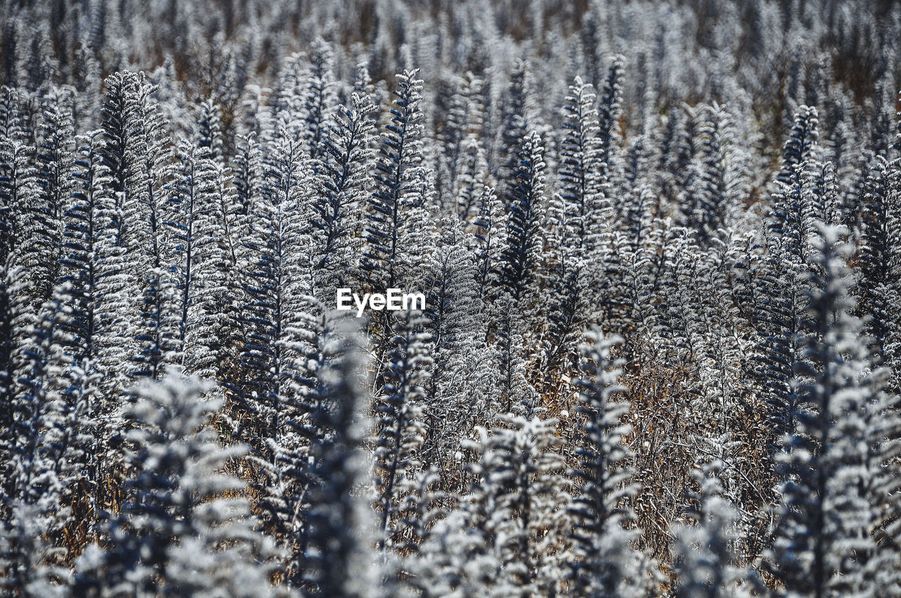 Pine trees in forest during winter