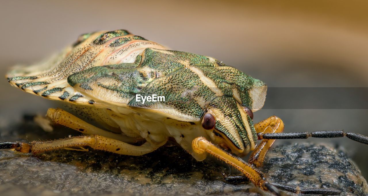 CLOSE-UP OF GRASSHOPPER