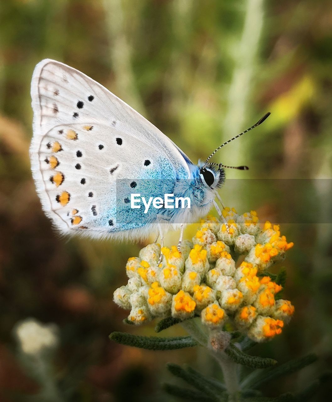 BUTTERFLY POLLINATING FLOWER