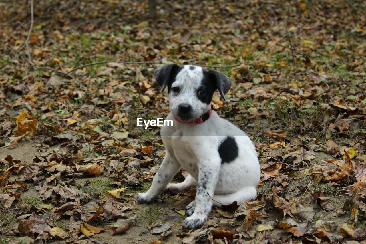 Portrait of a dog on field