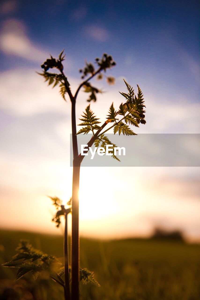 Close-up of plant against sky at sunset