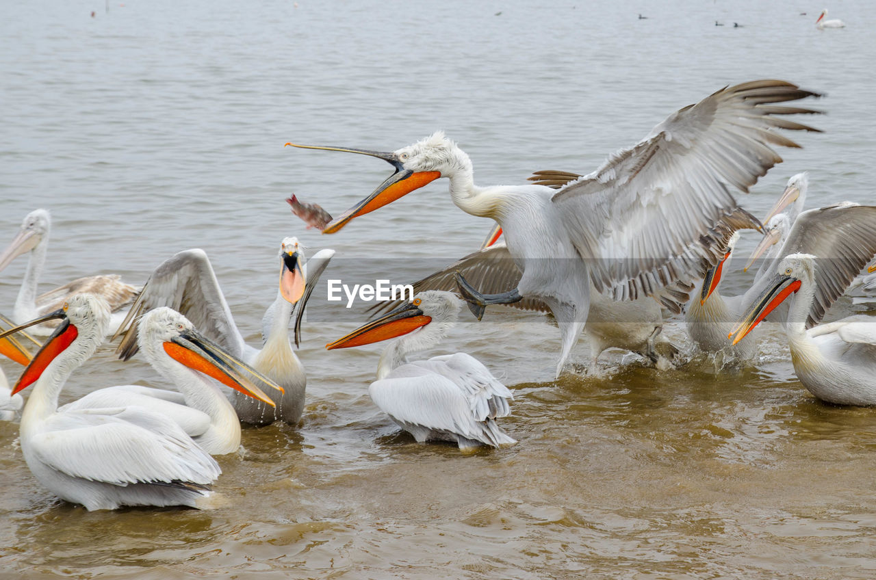 VIEW OF SWANS IN LAKE