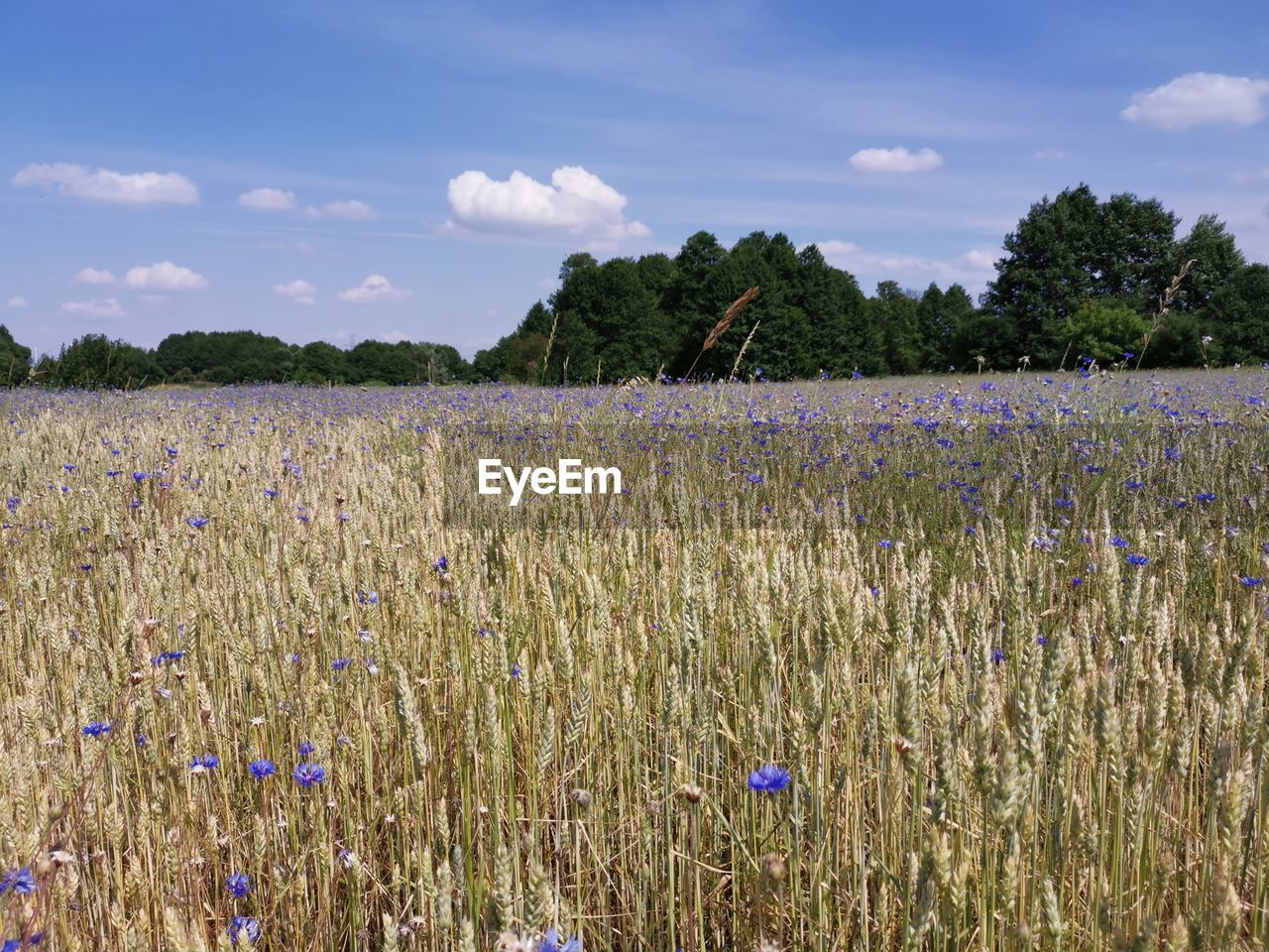 PLANTS GROWING ON FIELD AGAINST SKY