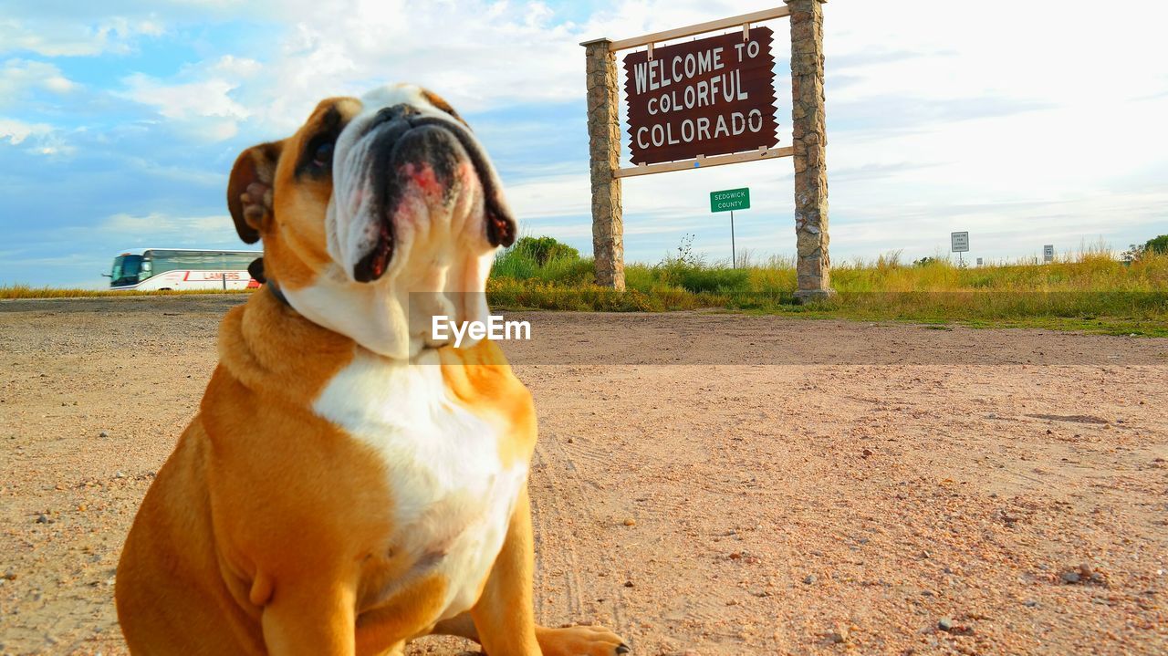 Bulldog sitting on field near sign board against cloudy sky