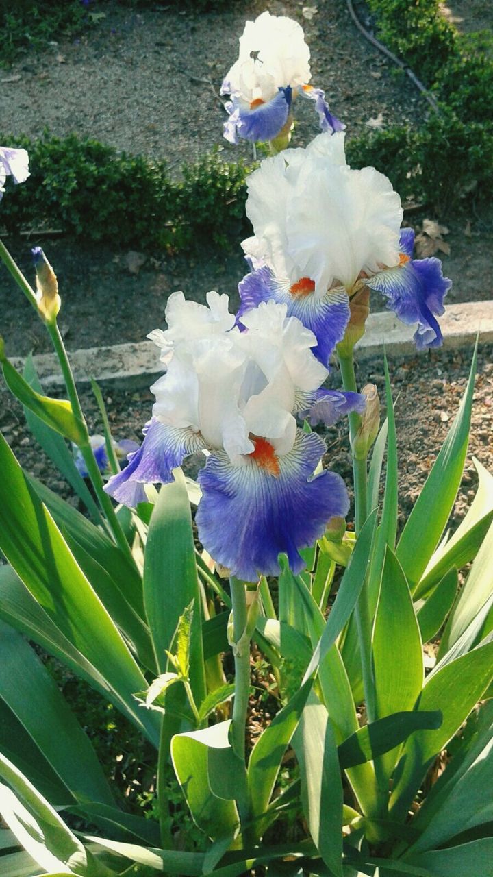 CLOSE-UP OF WHITE FLOWERS BLOOMING OUTDOORS