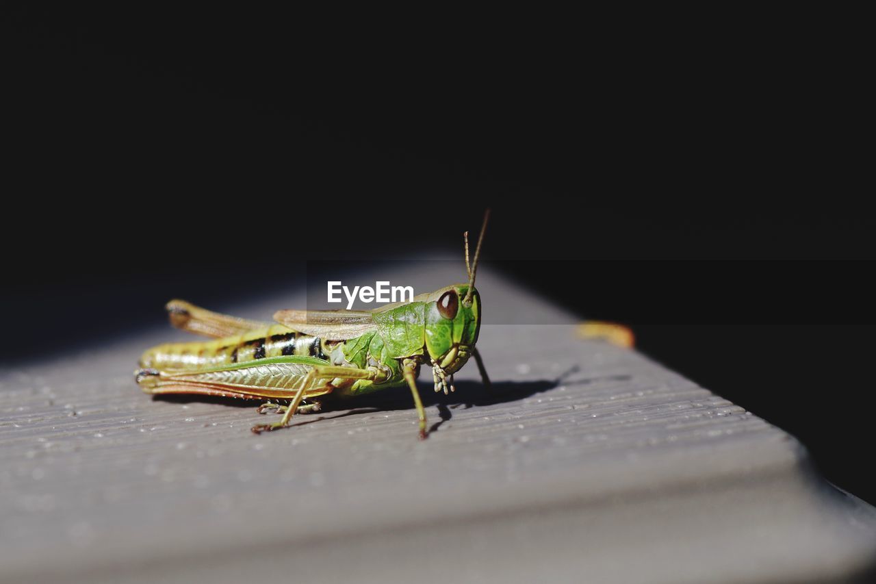 Grasshopper on table during sunny day