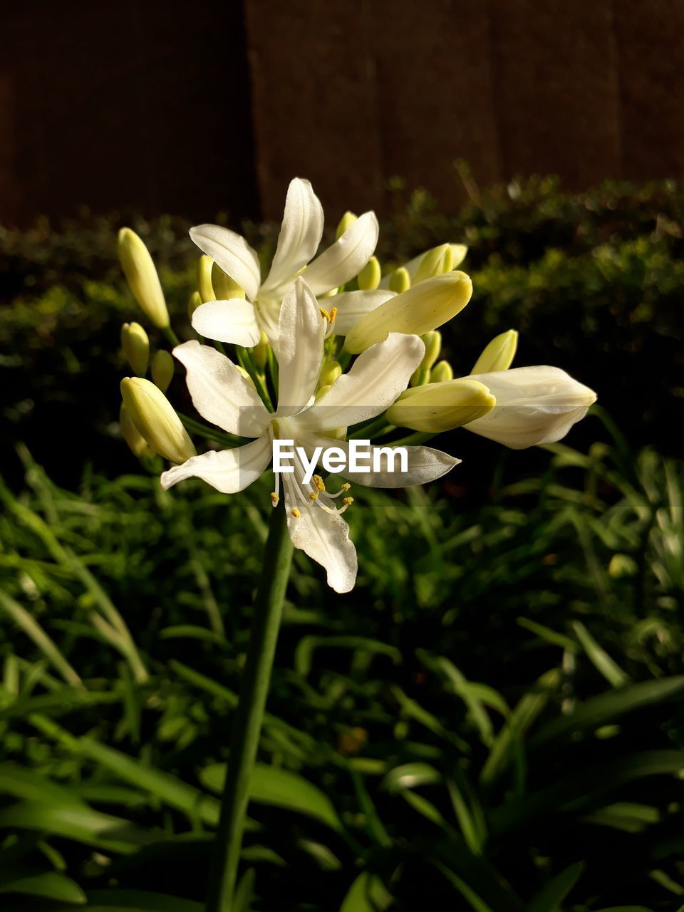 Close-up of white flowers blooming outdoors