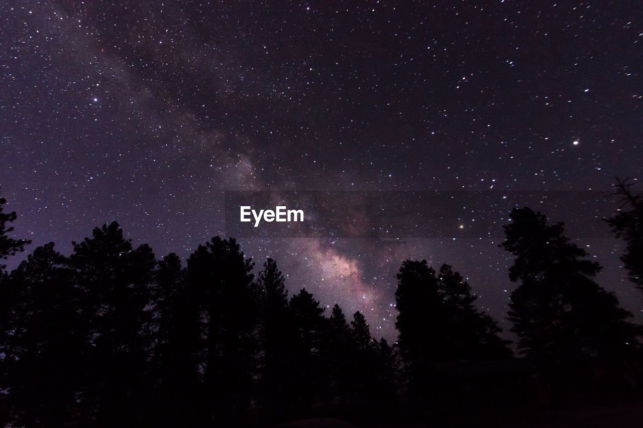 Low angle view of trees against star field at night