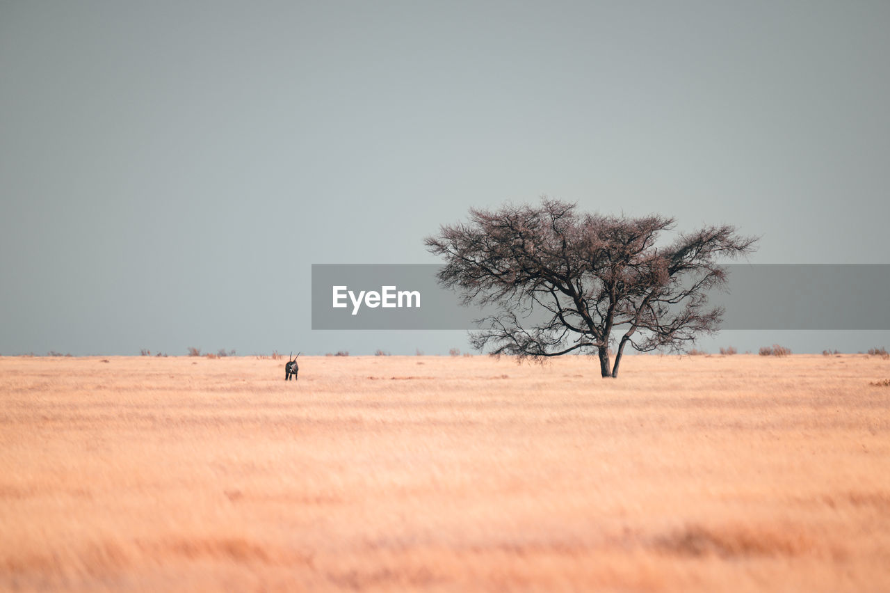 Scenic view of desert against clear sky with oryx near tree