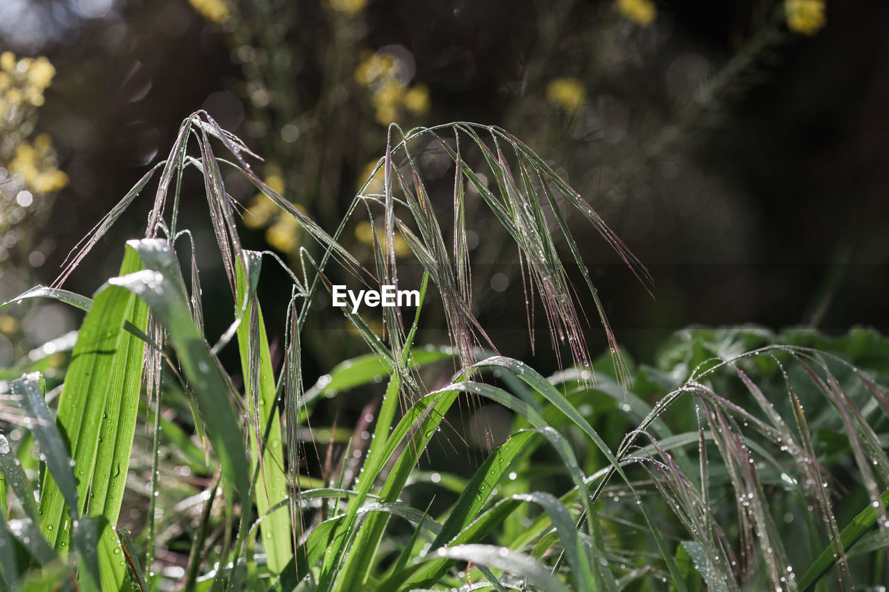 Close-up of wet grass on field during rainy season