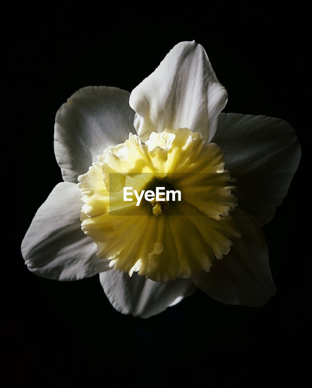 CLOSE-UP OF WHITE YELLOW FLOWER AGAINST BLACK BACKGROUND