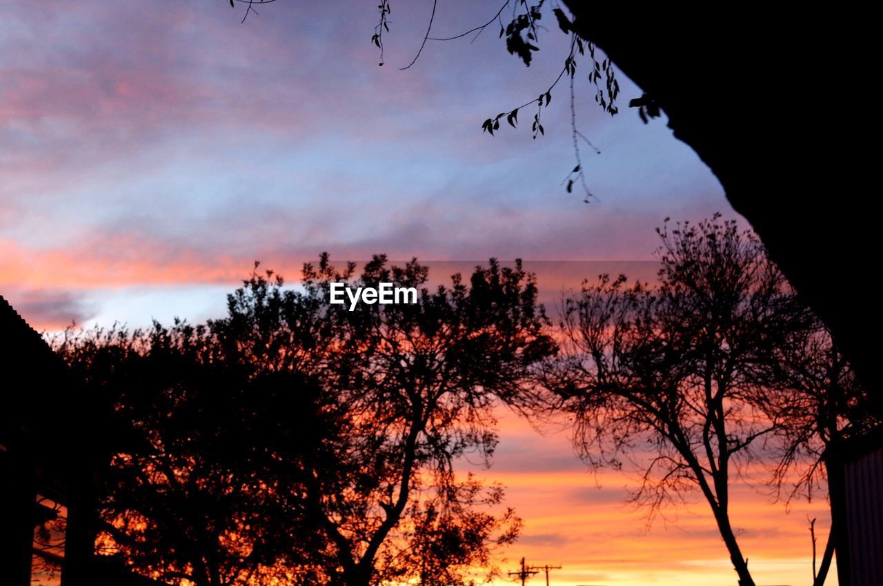 SILHOUETTE OF TREES AT SUNSET