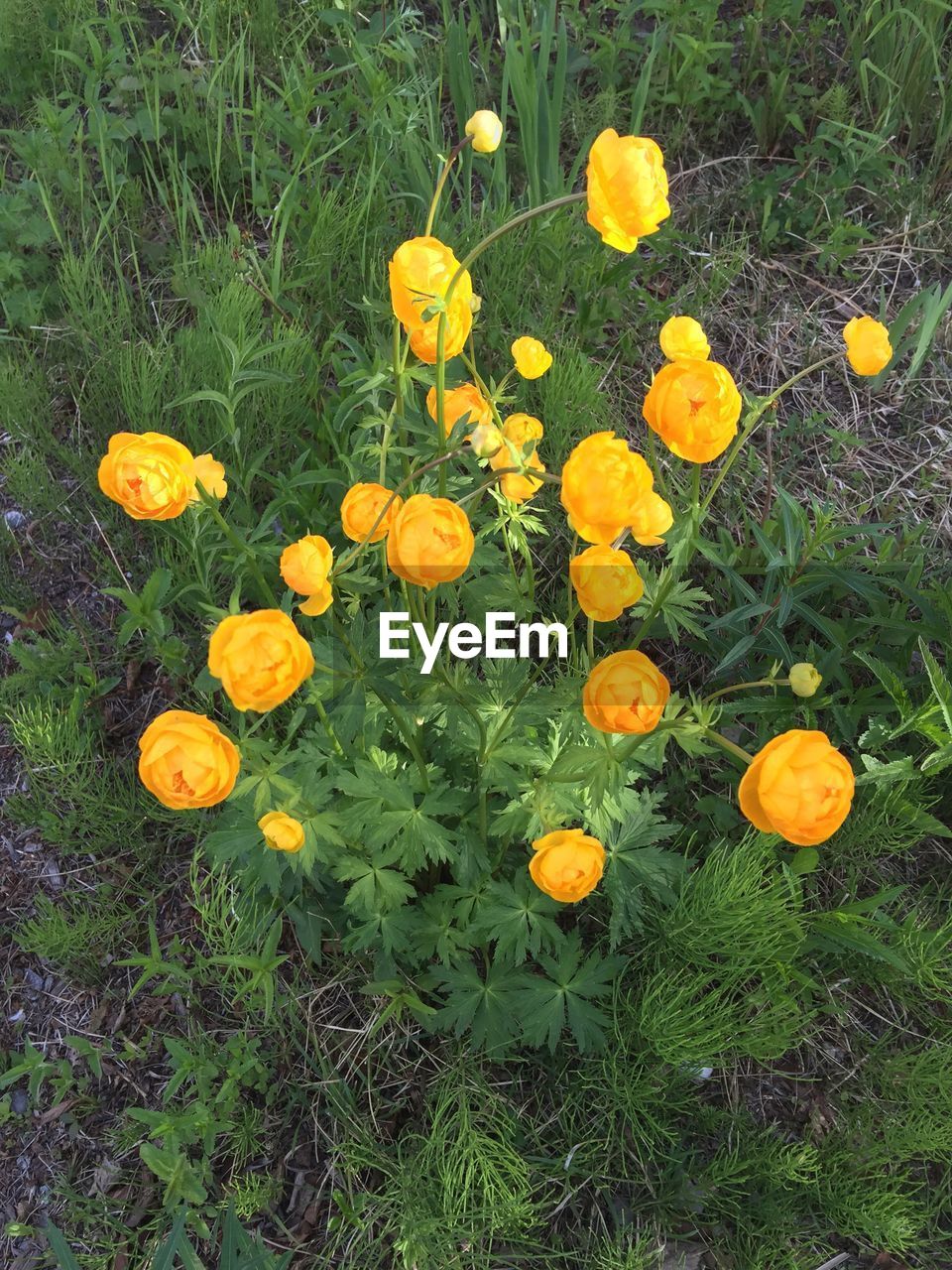 HIGH ANGLE VIEW OF YELLOW FLOWERS BLOOMING IN PARK