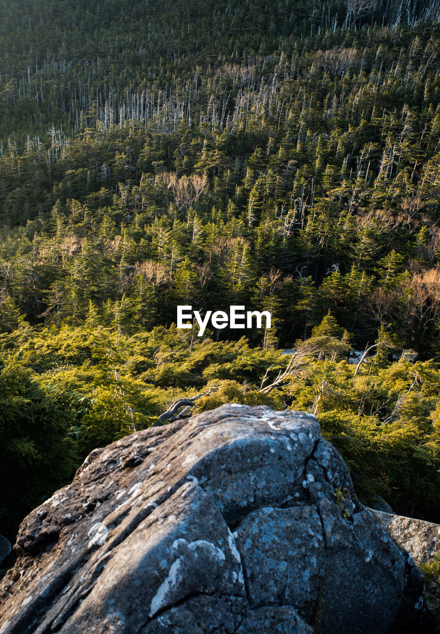 Pine trees in forest