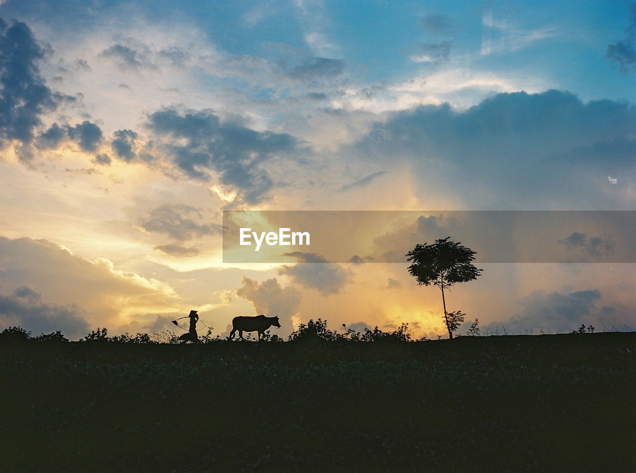 SILHOUETTE TREES ON FIELD AGAINST SKY DURING SUNSET