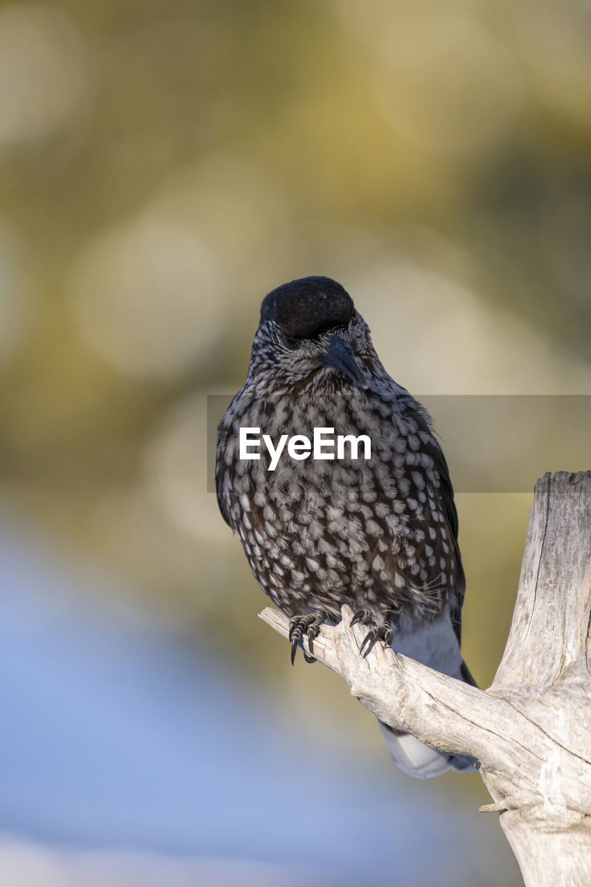 animal themes, animal wildlife, animal, bird, wildlife, one animal, close-up, beak, perching, focus on foreground, nature, no people, full length, day, branch, bird of prey, tree, outdoors, wing, beauty in nature, wood, plant, selective focus