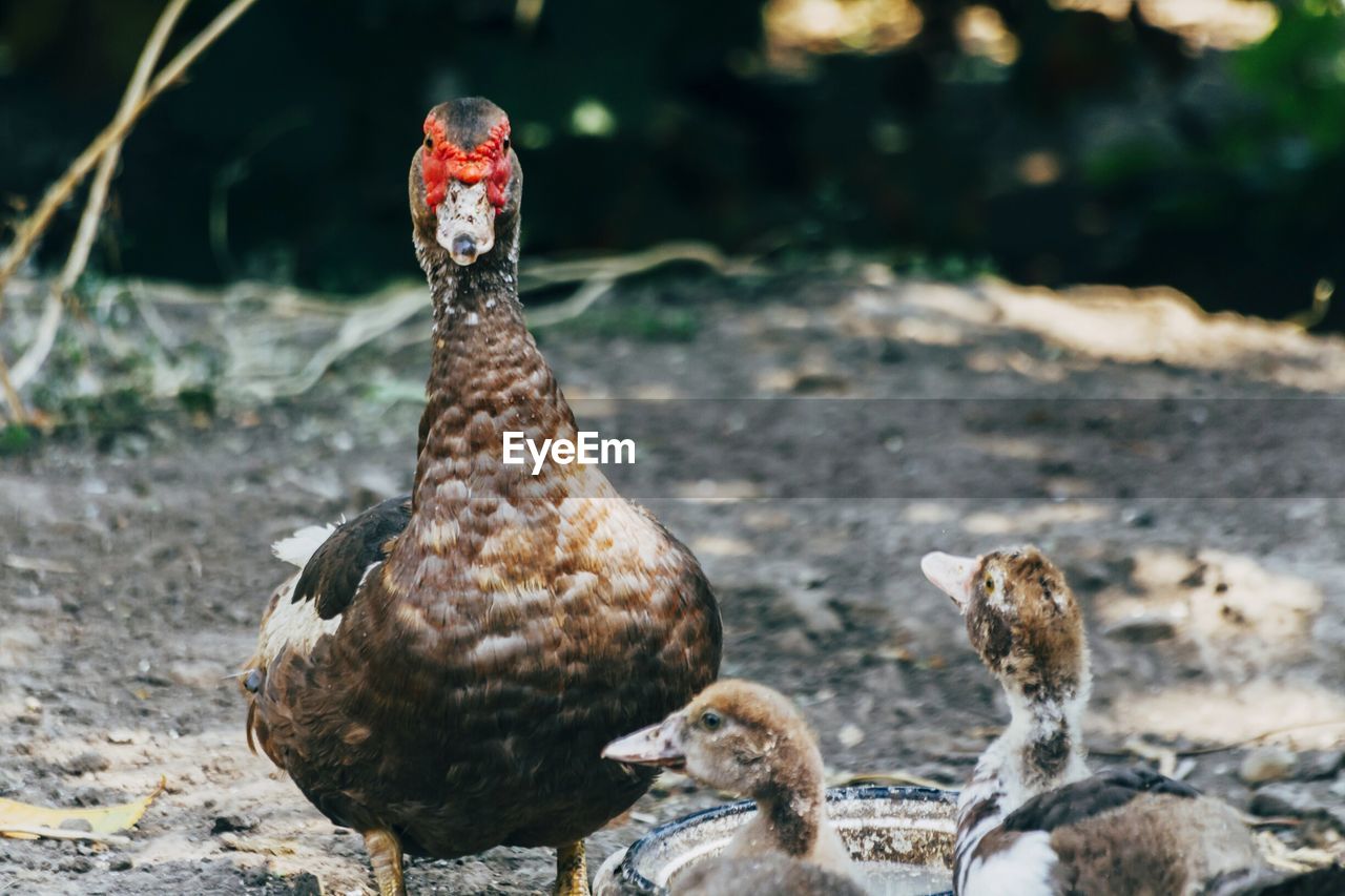 Close-up of duck and two ducklings