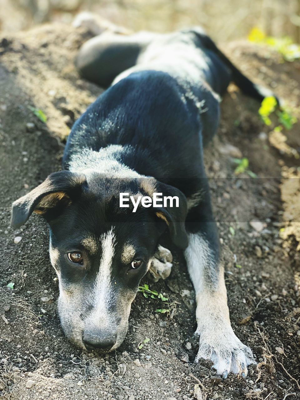 CLOSE-UP PORTRAIT OF DOG ON FIELD