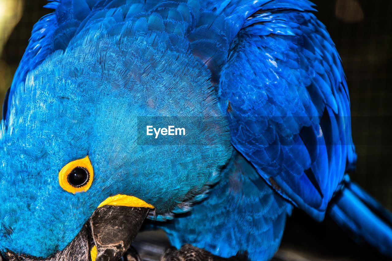 CLOSE-UP OF PARROT IN BLUE