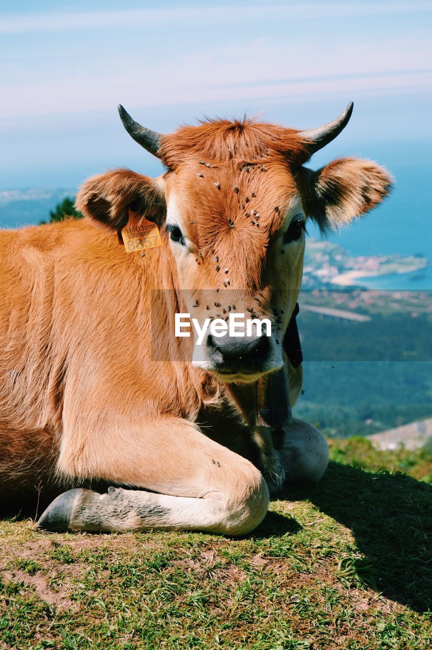 Portrait of cow with flies on face