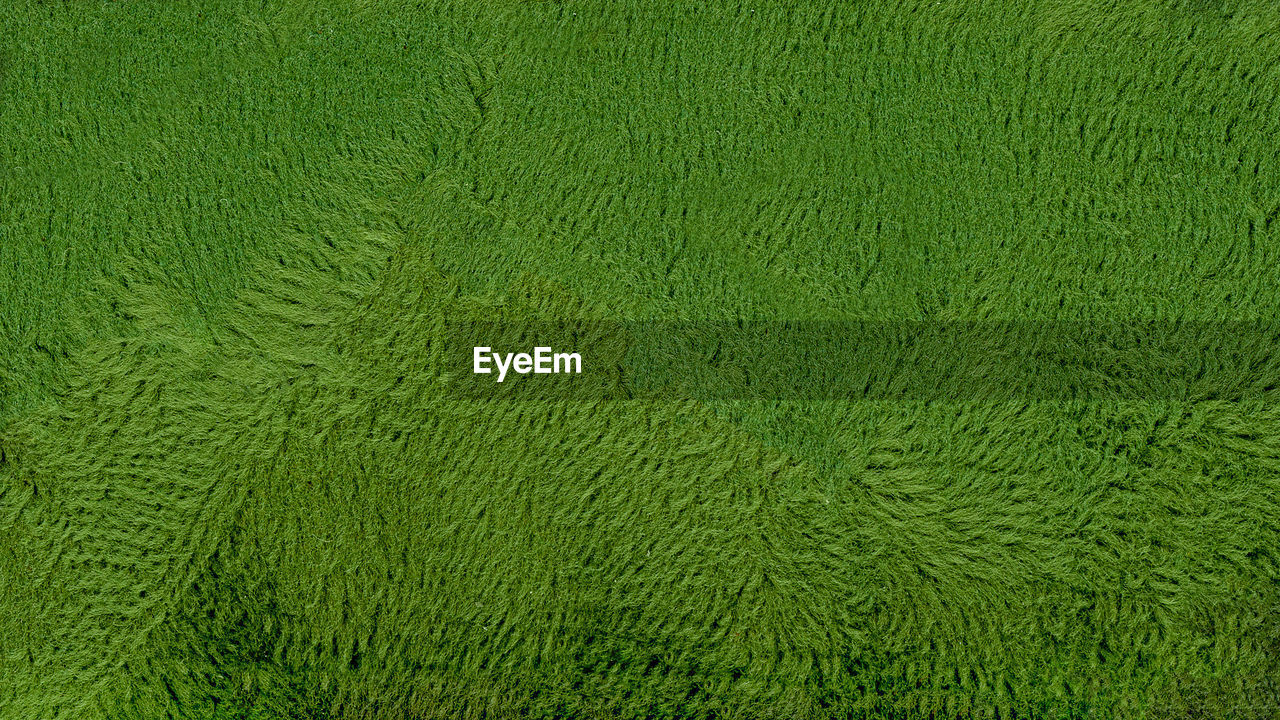 green, backgrounds, full frame, grass, plant, no people, pattern, textured, leaf, flooring, lawn, nature, close-up, field, growth, high angle view, soil, grassland, beauty in nature, land, day