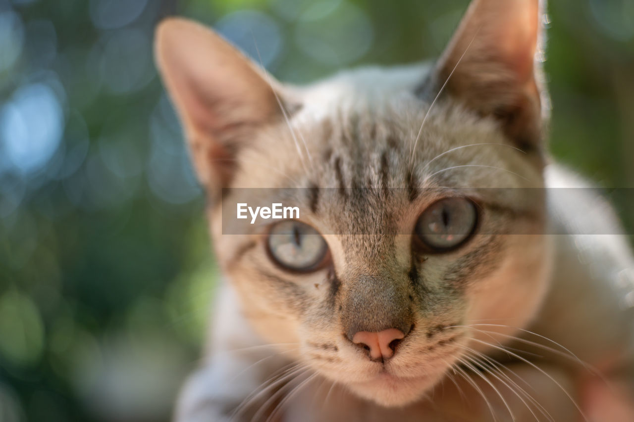 Close-up portrait of a cat