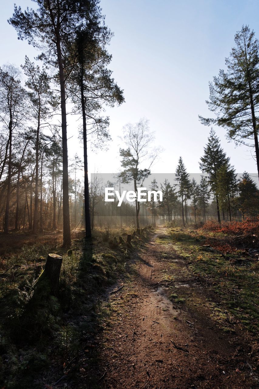 Dirt road in forest against sky