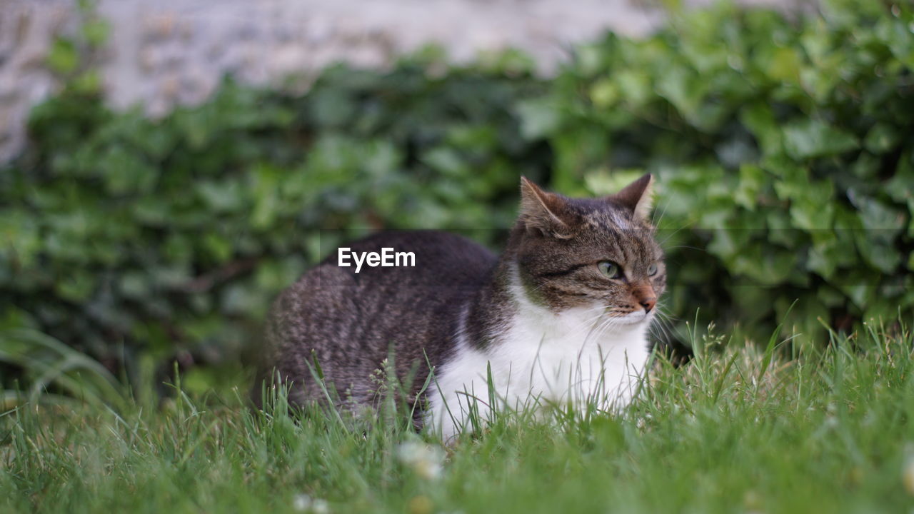 Cat relaxing on field