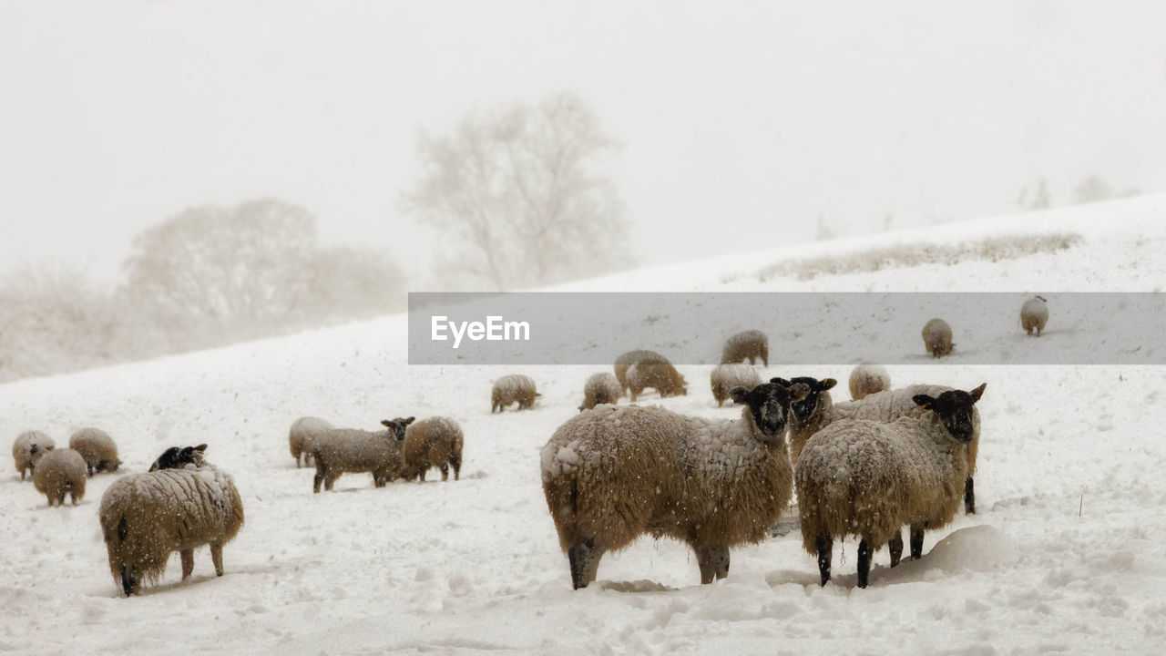 FLOCK OF SHEEP ON SNOW