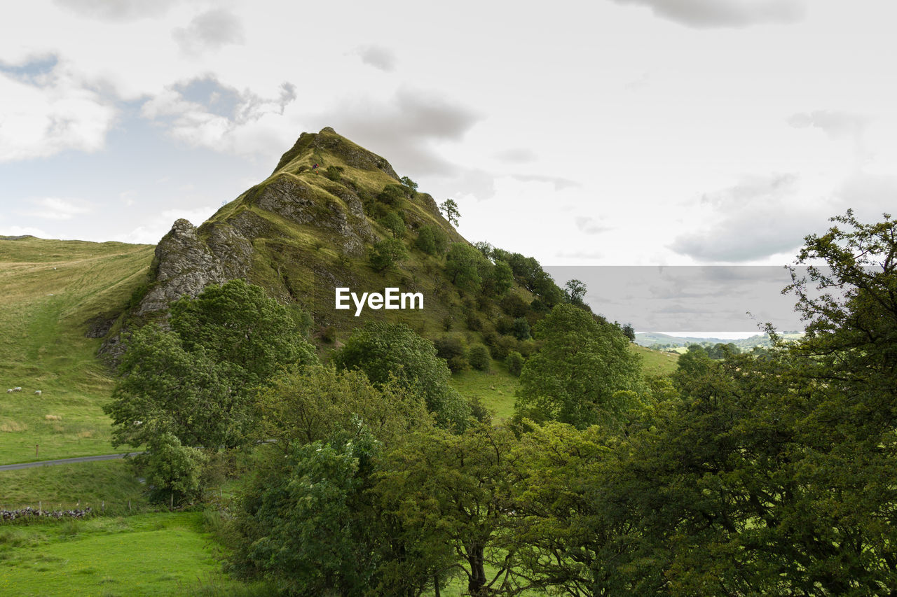 LOW ANGLE VIEW OF TREES AND MOUNTAIN AGAINST SKY