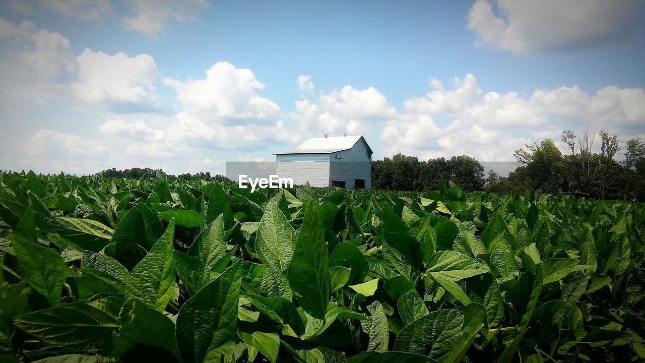 Fresh green crop field with barn against sky