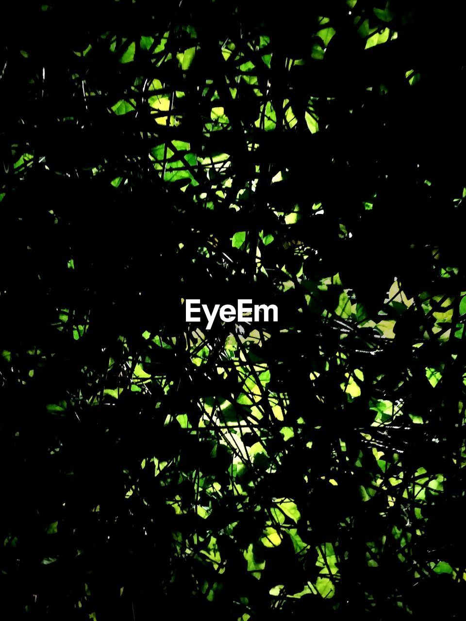 FULL FRAME SHOT OF TREES IN FOREST