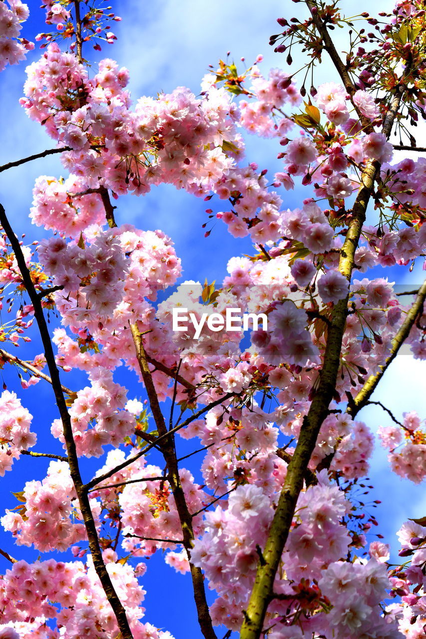 LOW ANGLE VIEW OF CHERRY BLOSSOM TREE