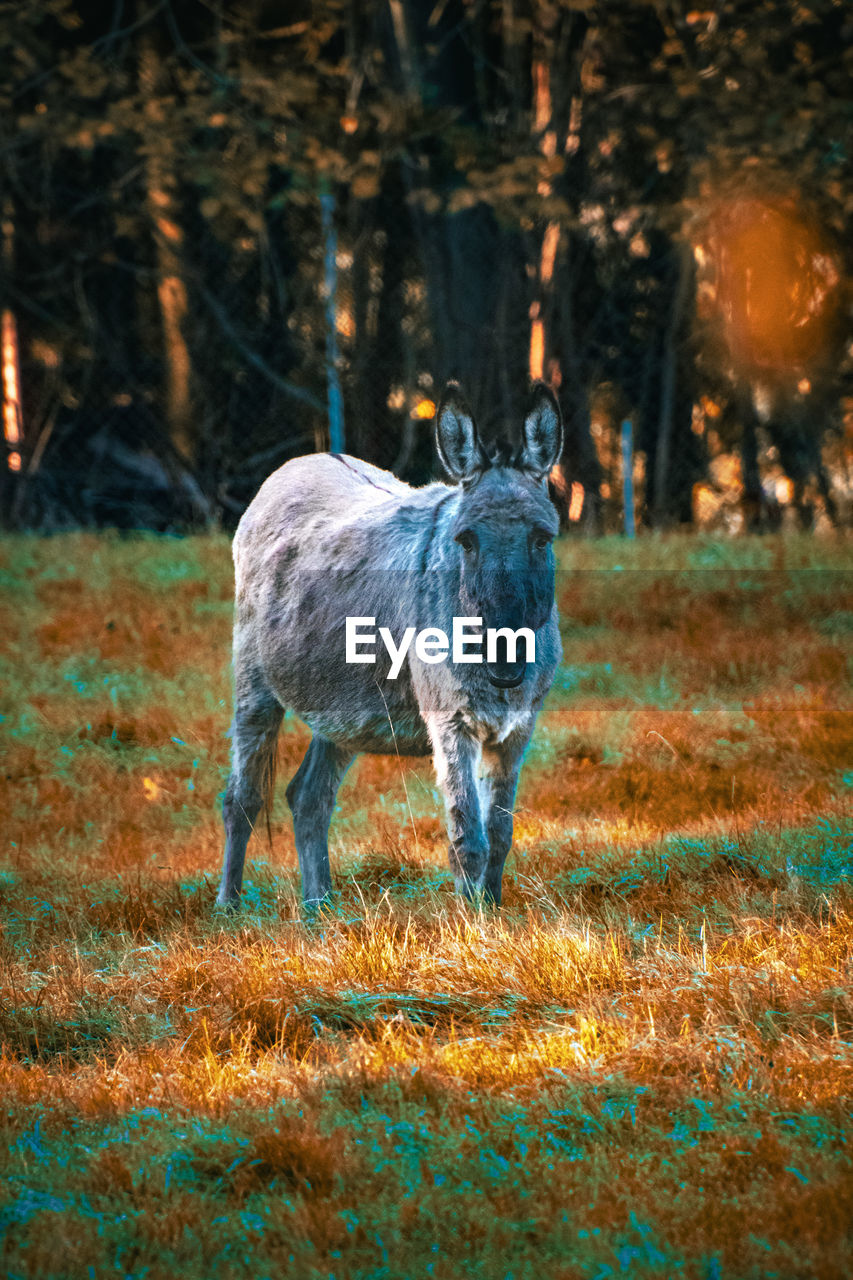 Donkey standing on field