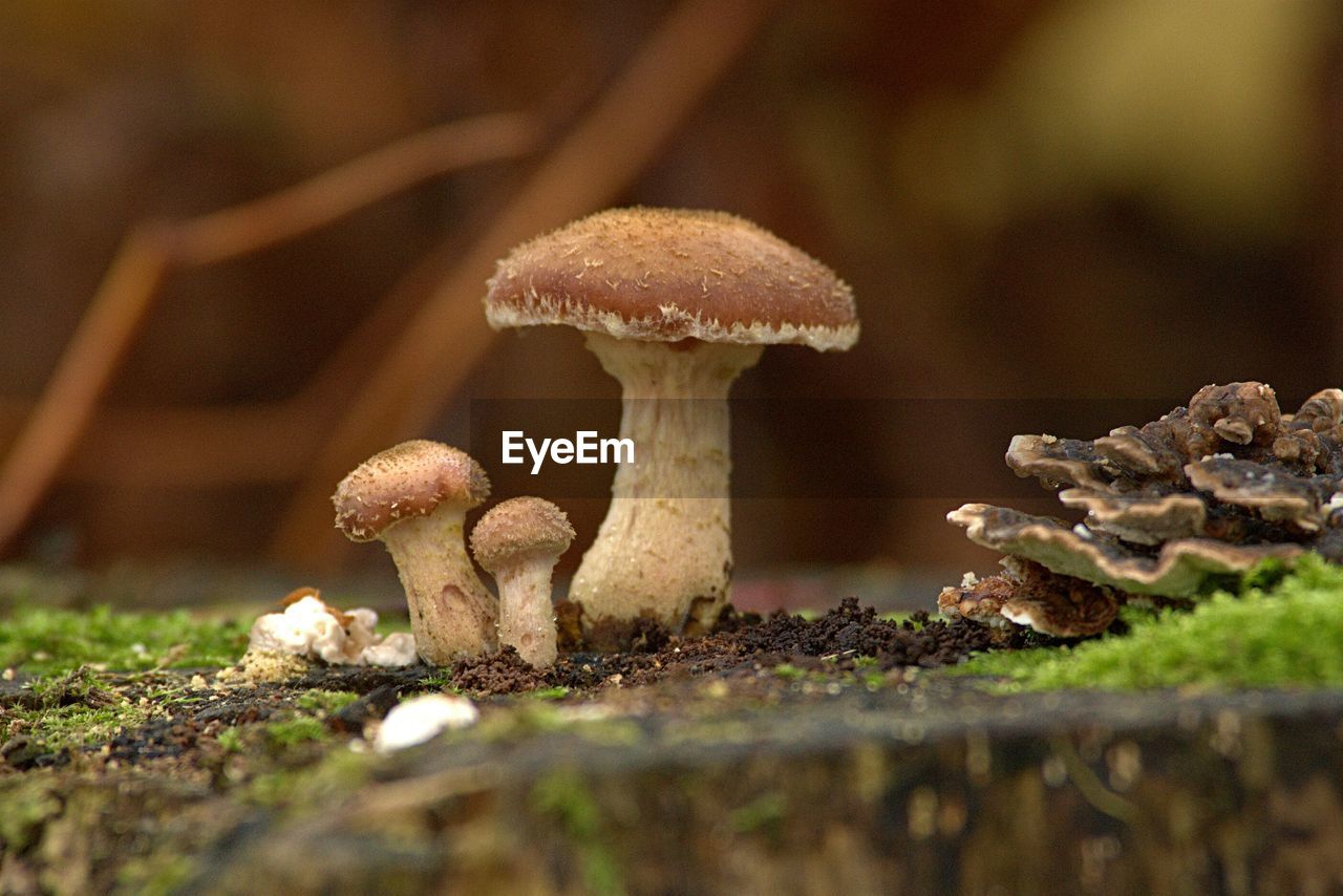 Close-up surface level of mushrooms on ground