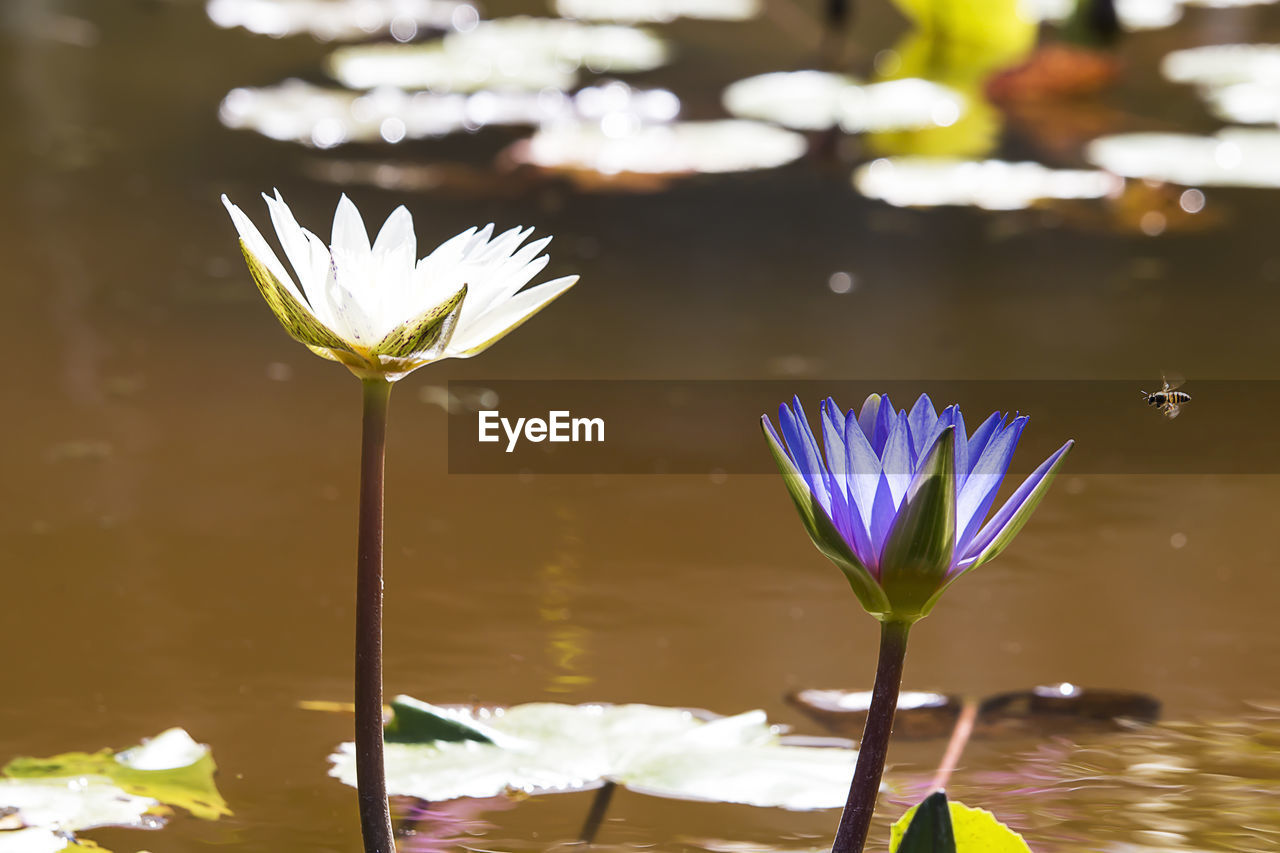 CLOSE-UP OF LOTUS WATER LILY