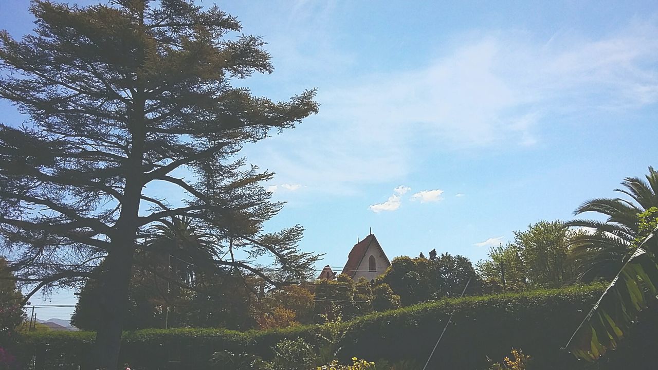 TREES ON LANDSCAPE AGAINST CLOUDY SKY