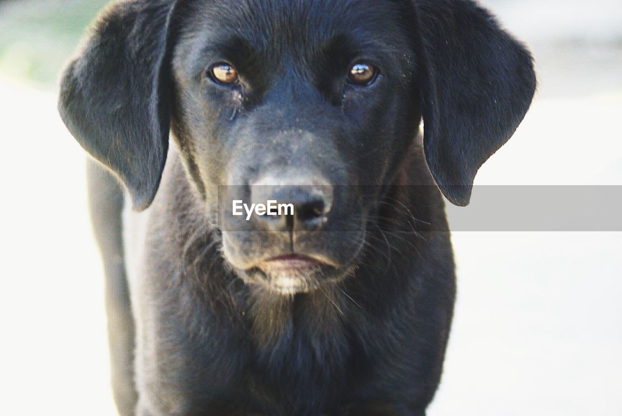 Portrait of black dog