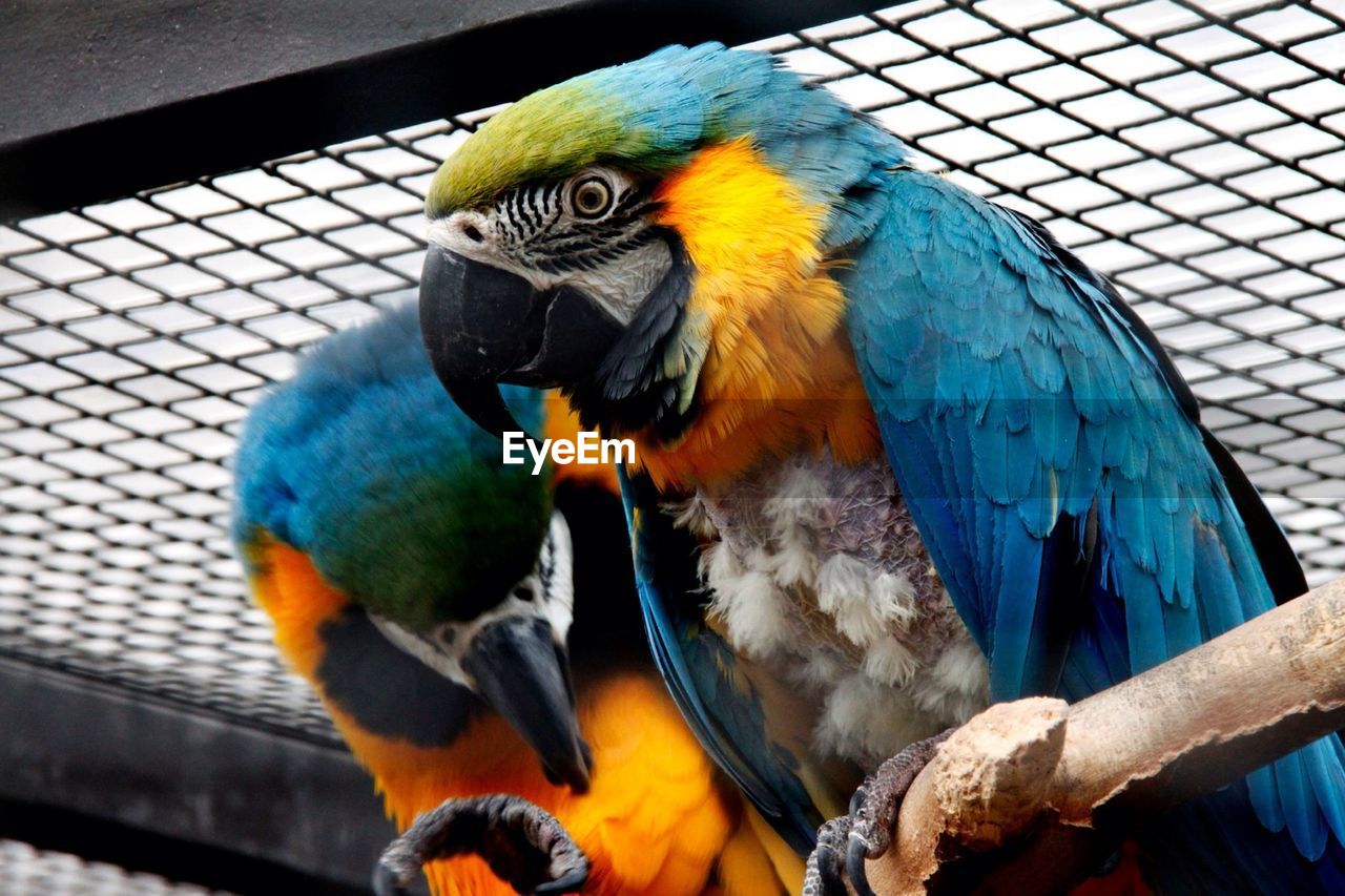 CLOSE-UP OF PARROT PERCHING ON TREE