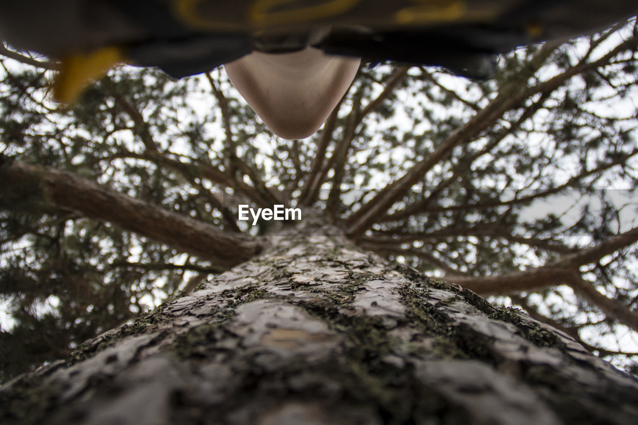 Directly below shot of person standing by tree trunk in forest
