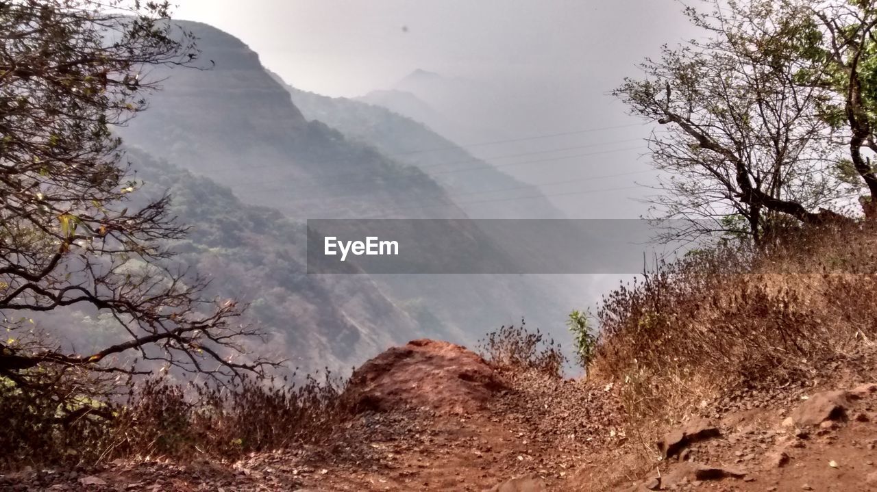 TREES ON MOUNTAIN