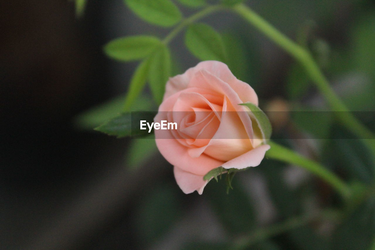 Close-up of rose blooming outdoors