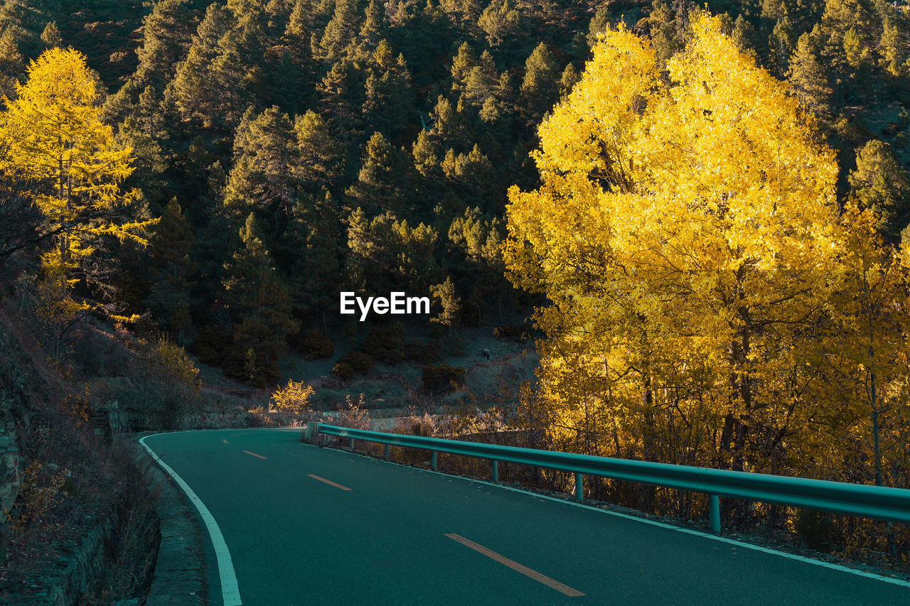 Road amidst trees in forest during autumn