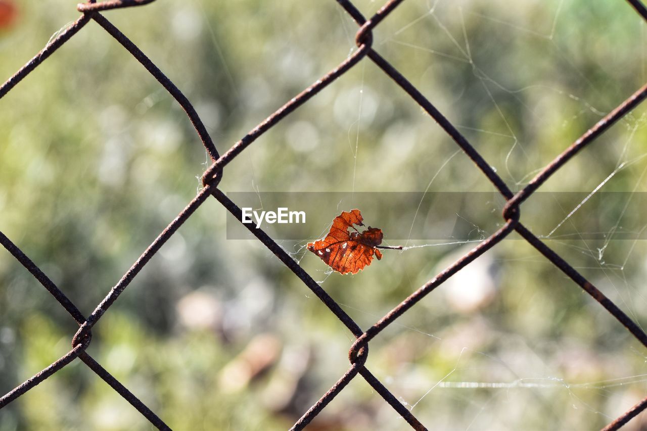 Close-up of red tree leaf seen through chainlink fence