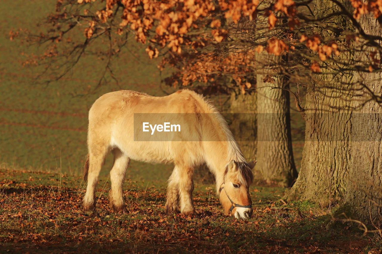 HORSES STANDING IN FIELD