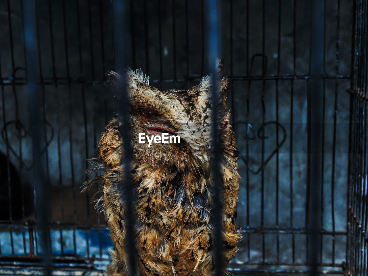 animal themes, one animal, mammal, no people, animals in captivity, carnivora, focus on foreground, domestic animals, outdoors, cage, day, feline, close-up, pets, nature