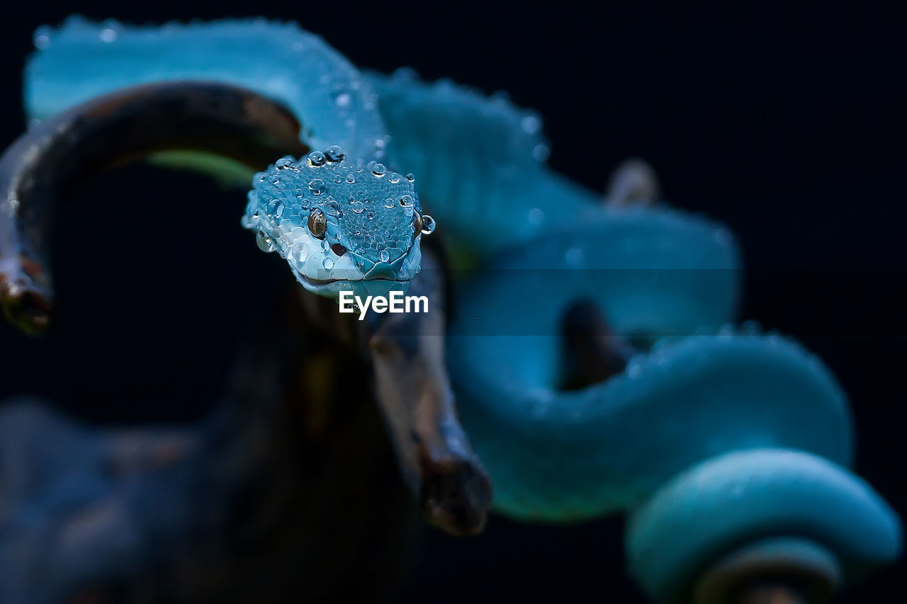 Close-up of water drops on snake