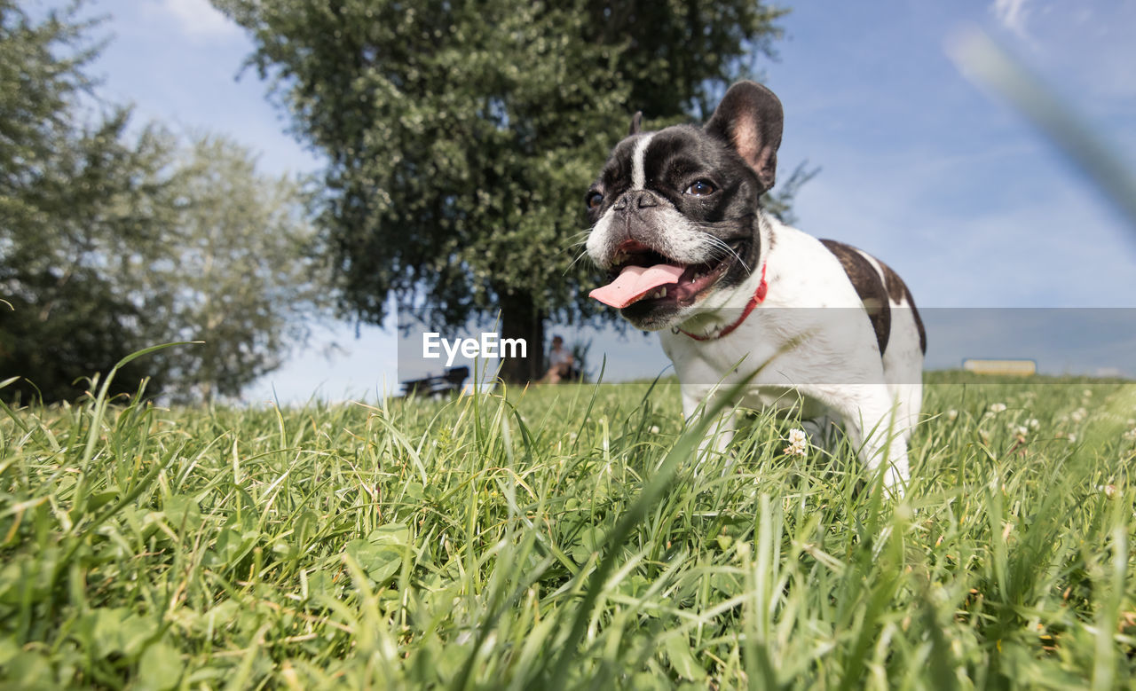 A cute black and white french bulldog dog head portrait with cute expression in the wrinkled face. 