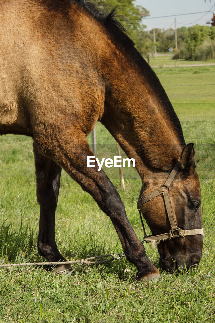 HORSE GRAZING ON FIELD